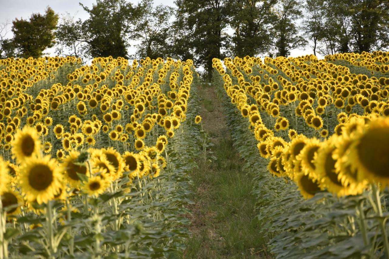 Вілла Agriturismo Fattoria Del Colle Єзі Екстер'єр фото